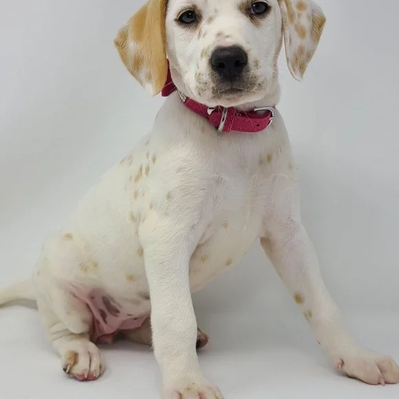 Dalmatians Common Deaf Dog Breeds Dalmatian Puppies For Sale